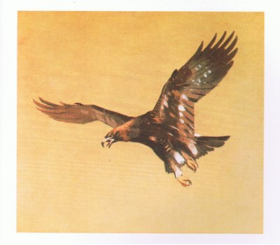 Studien des Steinadlers, veröffentlicht von Book Club Associates, 1972 von Archibald Thorburn